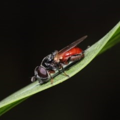 Psilota rubra at Acton, ACT - 1 Nov 2020