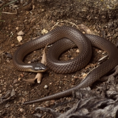 Parasuta dwyeri (Dwyer's Black-headed Snake) at Goorooyarroo NR (ACT) - 2 Nov 2020 by BrianHerps