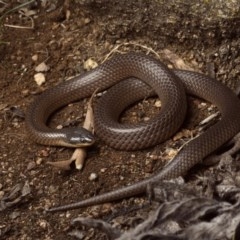 Parasuta dwyeri (Dwyer's Black-headed Snake) at Forde, ACT - 2 Nov 2020 by BrianHerps