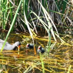 Gallinula tenebrosa (Dusky Moorhen) at Gungahlin, ACT - 2 Nov 2020 by TrishGungahlin