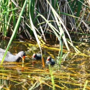 Gallinula tenebrosa at Gungahlin, ACT - 2 Nov 2020