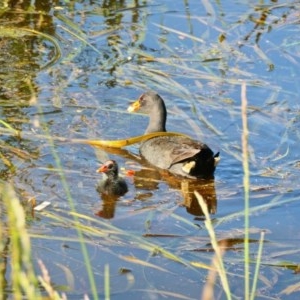 Gallinula tenebrosa at Gungahlin, ACT - 2 Nov 2020