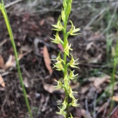 Prasophyllum sylvestre (Forest Leek Orchid) at Ben Boyd National Park - 1 Nov 2020 by DeanAnsell