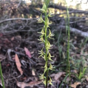 Prasophyllum sylvestre at Pambula Beach, NSW - suppressed