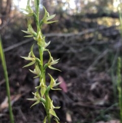 Prasophyllum sylvestre at Pambula Beach, NSW - suppressed