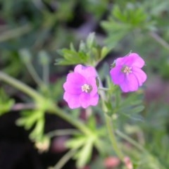 Geranium solanderi (Native Geranium) at Mount Majura - 2 Nov 2020 by waltraud