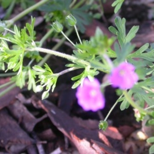 Geranium solanderi at Watson, ACT - 2 Nov 2020