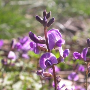 Glycine tabacina at Watson, ACT - 2 Nov 2020