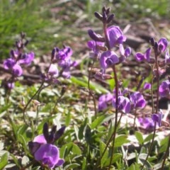 Glycine tabacina at Watson, ACT - 2 Nov 2020