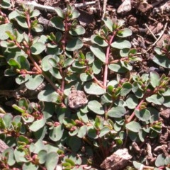 Euphorbia dallachyana (Mat Spurge, Caustic Weed) at Mount Majura - 2 Nov 2020 by waltraud