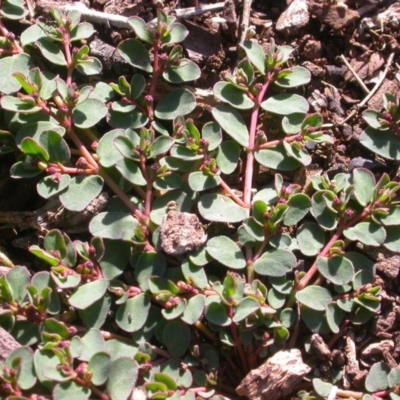 Euphorbia dallachyana (Mat Spurge, Caustic Weed) at Watson, ACT - 2 Nov 2020 by waltraud