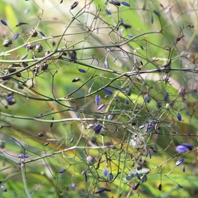 Dianella revoluta var. revoluta (Black-Anther Flax Lily) at WREN Reserves - 31 Oct 2020 by Kyliegw