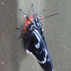 Phalaenoides glycinae at Narrabundah, ACT - 19 Oct 2020