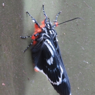 Phalaenoides glycinae (Grapevine Moth) at Narrabundah, ACT - 19 Oct 2020 by RobParnell