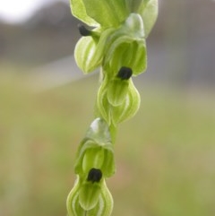 Hymenochilus bicolor (Black-tip Greenhood) at Mount Majura - 27 Oct 2020 by waltraud