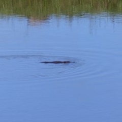 Ornithorhynchus anatinus (Platypus) at Bega, NSW - 2 Nov 2020 by MatthewHiggins