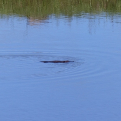 Ornithorhynchus anatinus (Platypus) at Bega, NSW - 3 Nov 2020 by MatthewHiggins