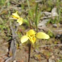 Diuris chryseopsis (Golden Moth) at Kaleen, ACT - 5 Oct 2020 by MichaelBedingfield