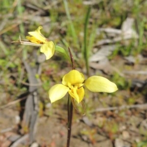 Diuris chryseopsis at Kaleen, ACT - 5 Oct 2020