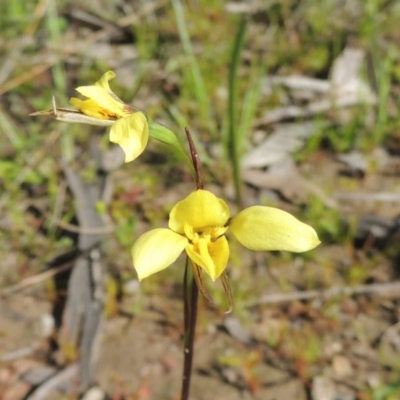 Diuris chryseopsis (Golden Moth) at Kaleen, ACT - 5 Oct 2020 by michaelb