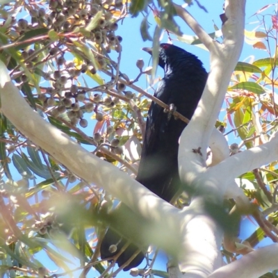 Eudynamys orientalis (Pacific Koel) at Bega, NSW - 2 Nov 2020 by MatthewHiggins