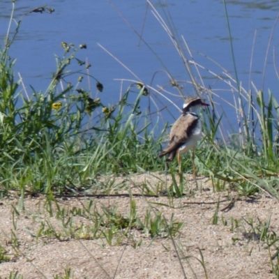 Charadrius melanops (Black-fronted Dotterel) at Bega, NSW - 3 Nov 2020 by MatthewHiggins