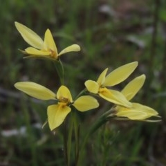 Diuris chryseopsis (Golden Moth) at Kaleen, ACT - 5 Oct 2020 by MichaelBedingfield