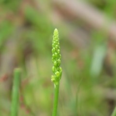 Microtis parviflora (Slender Onion Orchid) at Cotter River, ACT - 3 Nov 2020 by SandraH