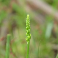 Microtis parviflora (Slender Onion Orchid) at Cotter River, ACT - 2 Nov 2020 by SandraH