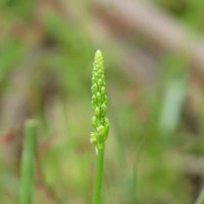 Microtis parviflora (Slender Onion Orchid) at Cotter River, ACT - 3 Nov 2020 by SandraH