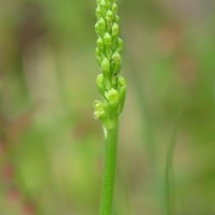 Microtis parviflora at Cotter River, ACT - 3 Nov 2020