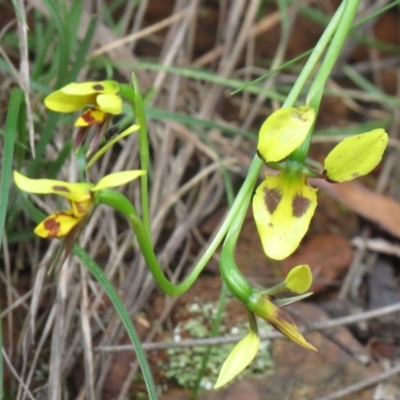 Diuris sulphurea (Tiger Orchid) at Lower Cotter Catchment - 2 Nov 2020 by SandraH