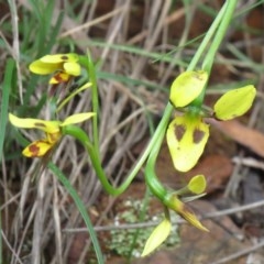 Diuris sulphurea (Tiger Orchid) at Cotter River, ACT - 2 Nov 2020 by SandraH