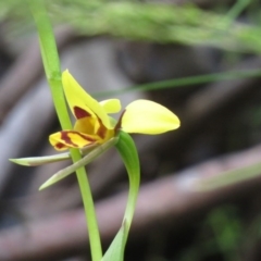 Diuris sulphurea at Cotter River, ACT - 3 Nov 2020