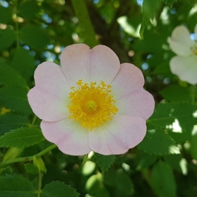 Rosa rubiginosa (Sweet Briar, Eglantine) at Crace Grasslands - 3 Nov 2020 by tpreston