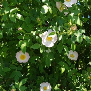 Rosa rubiginosa at Mitchell, ACT - 3 Nov 2020