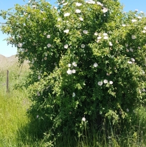 Rosa rubiginosa at Mitchell, ACT - 3 Nov 2020