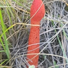 Phallus rubicundus (Phallus rubicundus) at Crace Grasslands - 3 Nov 2020 by tpreston