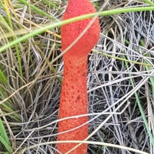 Phallus rubicundus at Mitchell, ACT - 3 Nov 2020