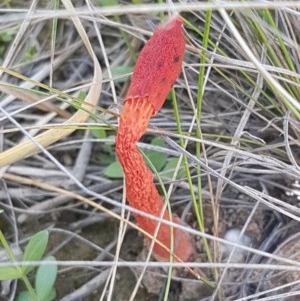 Phallus rubicundus at Mitchell, ACT - 3 Nov 2020 11:47 AM