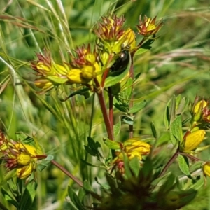 Hypericum perforatum at Mitchell, ACT - 3 Nov 2020