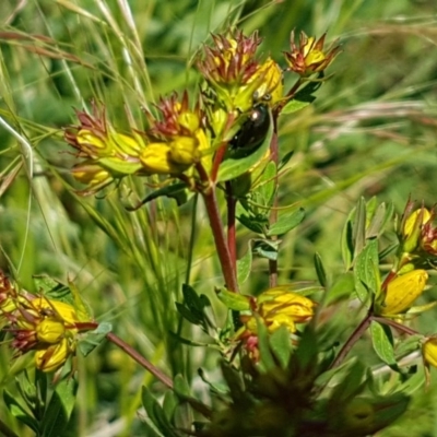 Hypericum perforatum (St John's Wort) at Mitchell, ACT - 3 Nov 2020 by trevorpreston