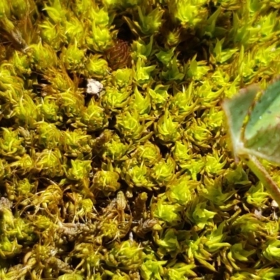 Didymodon torquatus at Crace Grasslands - 3 Nov 2020 by tpreston