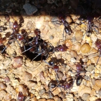 Iridomyrmex purpureus (Meat Ant) at Mitchell, ACT - 3 Nov 2020 by trevorpreston