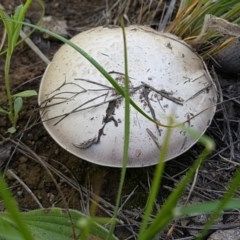 Agaricus sp. (Agaricus) at Crace Grasslands - 3 Nov 2020 by tpreston