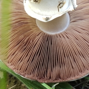 Agaricus sp. at Mitchell, ACT - 3 Nov 2020 12:02 PM