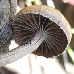 Unidentified Cap on a stem; gills below cap [mushrooms or mushroom-like] at Mitchell, ACT - 3 Nov 2020 by trevorpreston