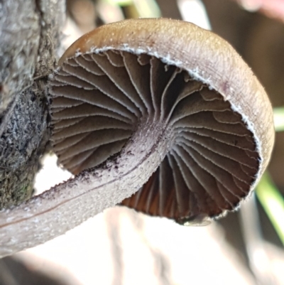 Unidentified Cap on a stem; gills below cap [mushrooms or mushroom-like] at Mitchell, ACT - 3 Nov 2020 by trevorpreston