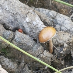 Protostropharia semiglobata at Mitchell, ACT - 3 Nov 2020 12:03 PM