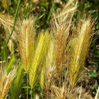 Hordeum leporinum (Barley Grass) at Mitchell, ACT - 3 Nov 2020 by trevorpreston